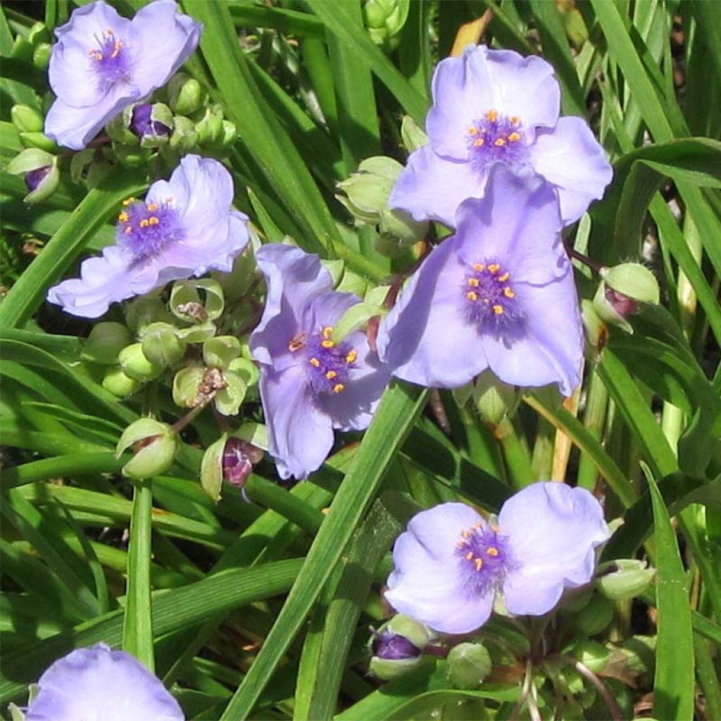 Tradescantia andersoniana Little Doll - Dreimasterblume