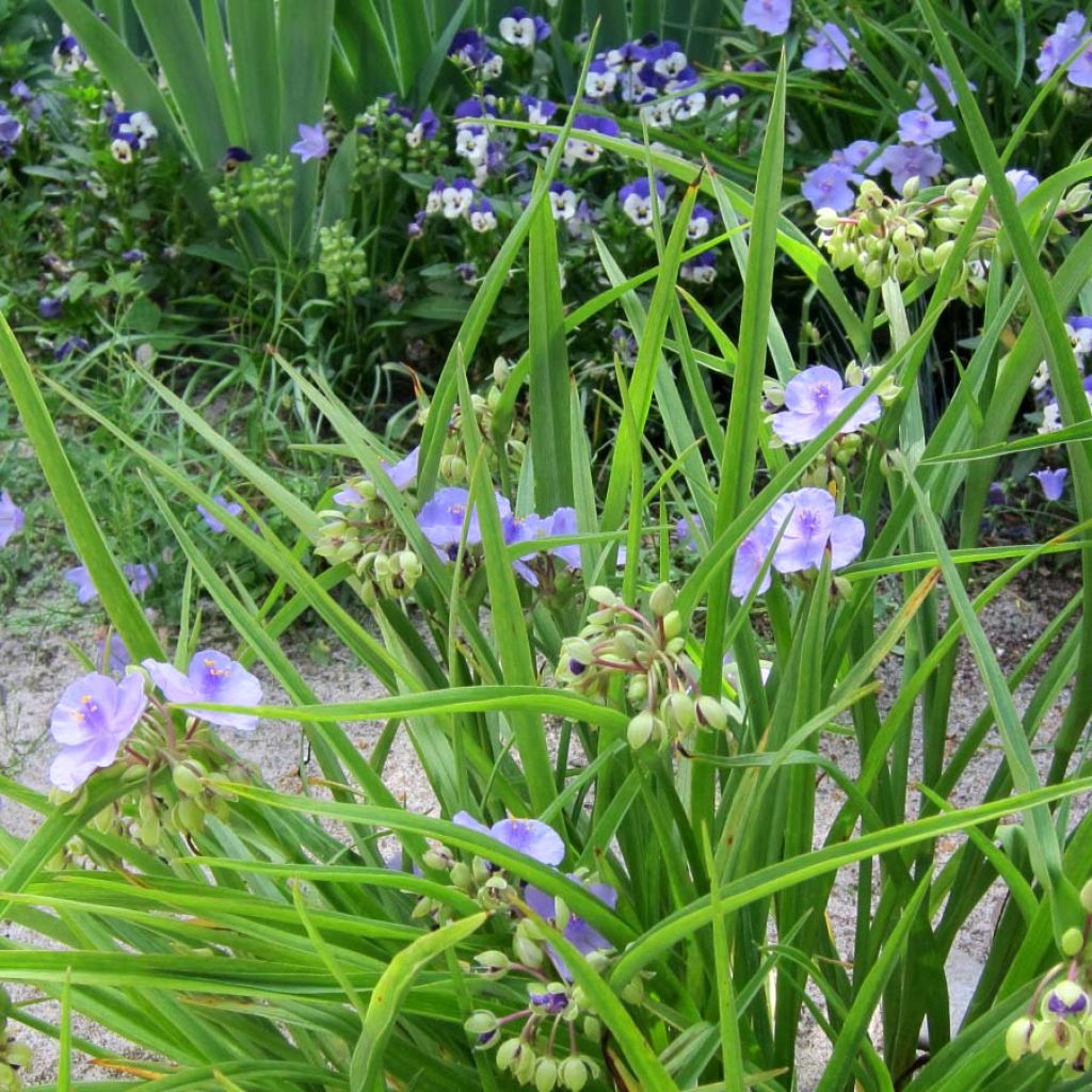 Tradescantia andersoniana Little Doll - Dreimasterblume