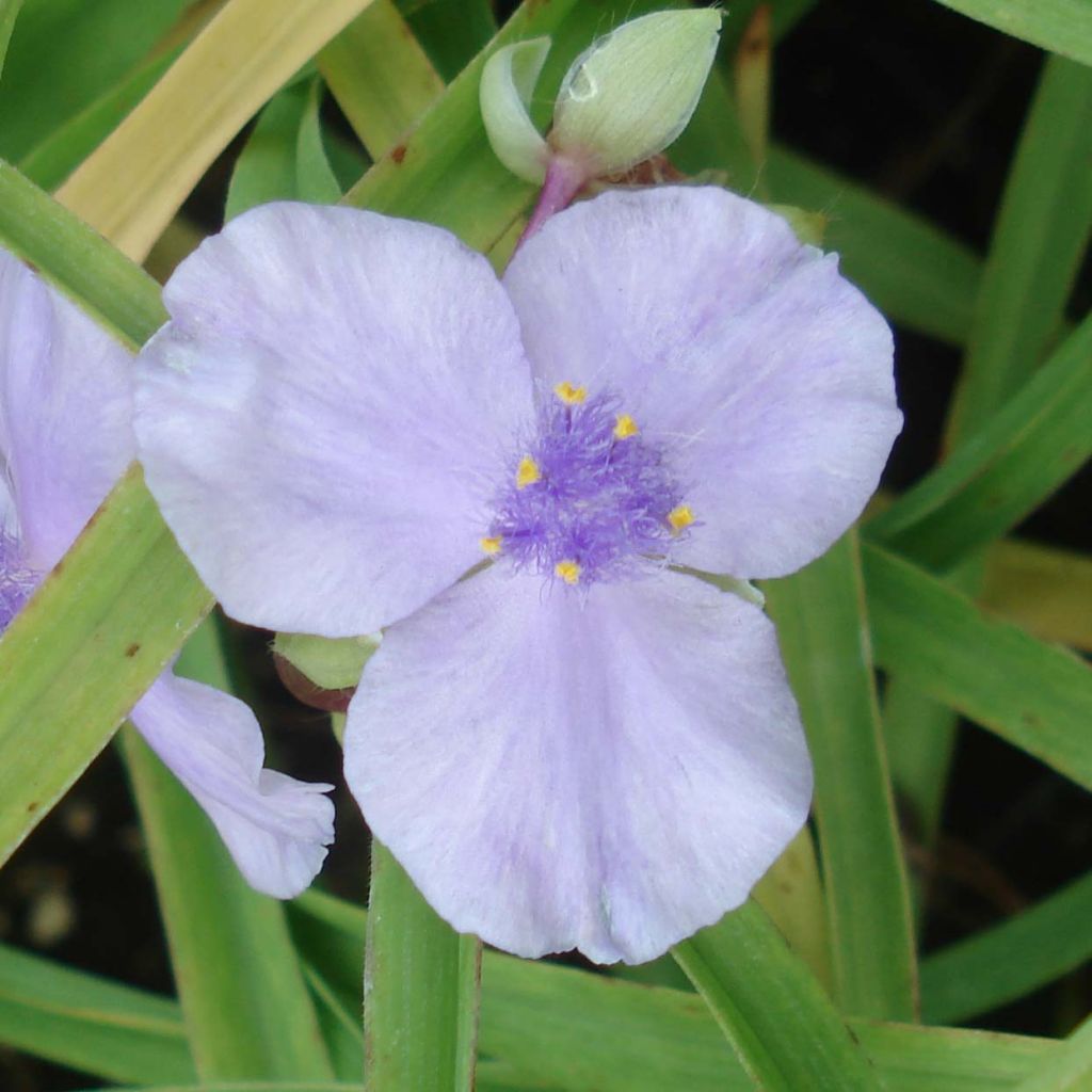 Tradescantia andersoniana Little Doll - Dreimasterblume