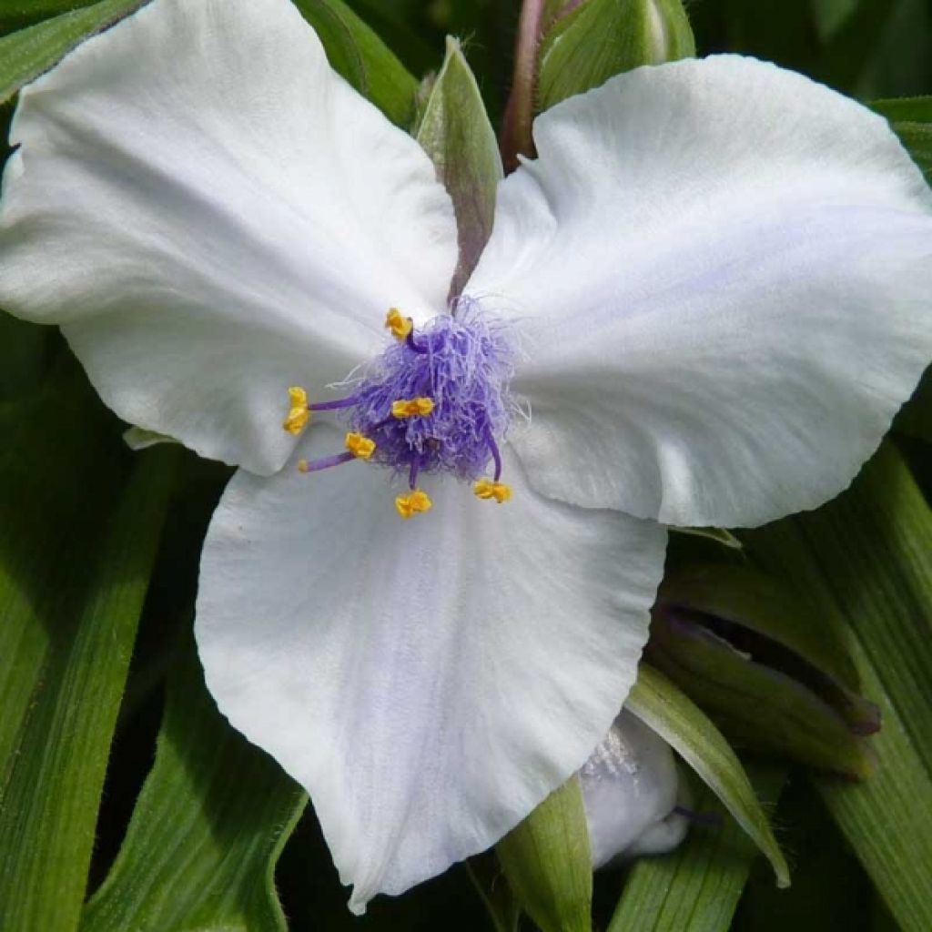 Tradescantia andersoniana Osprey - Dreimasterblume