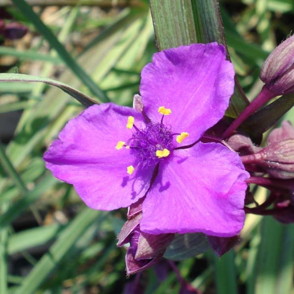 Tradescantia andersoniana Concord Grape - Dreimasterblume