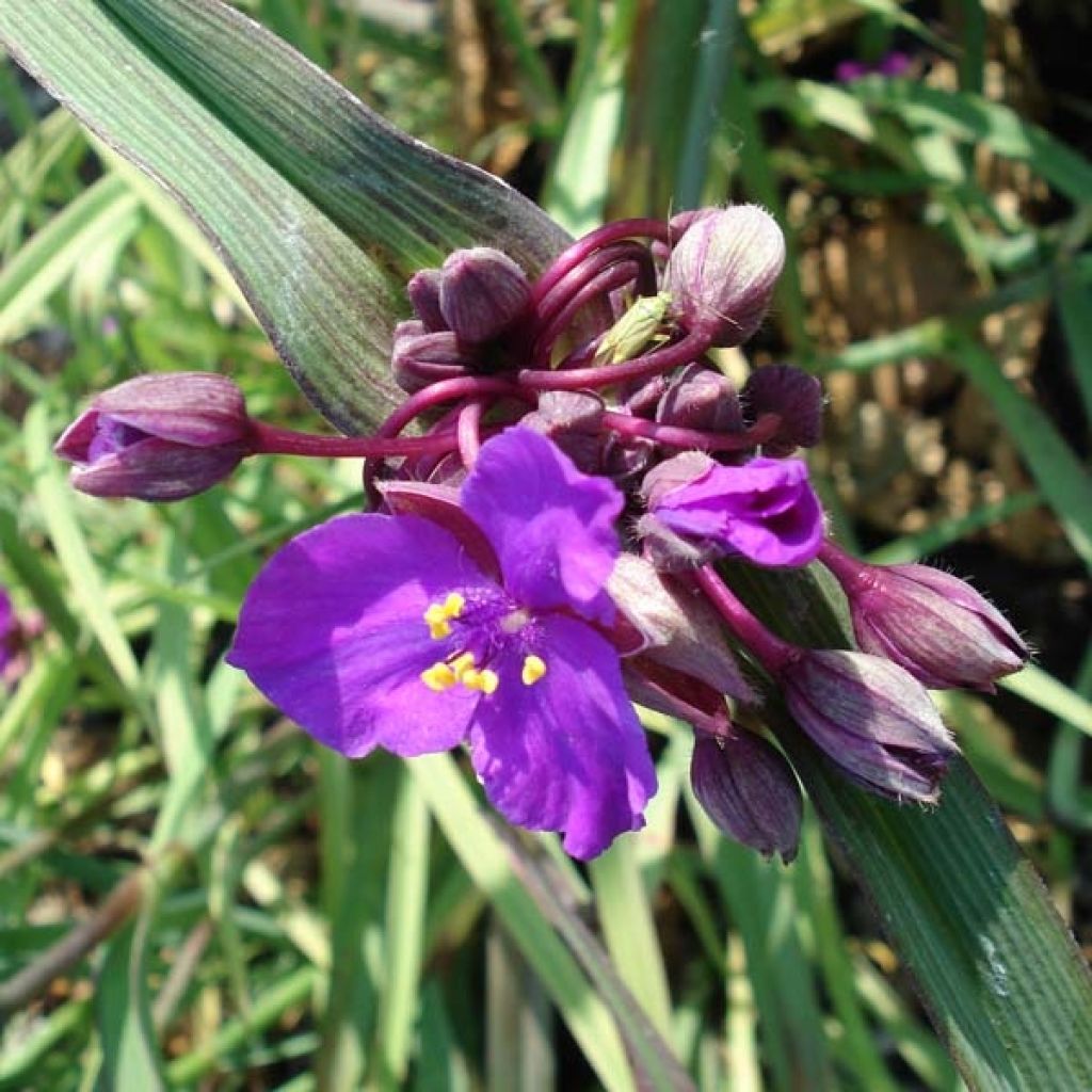 Tradescantia andersoniana Concord Grape - Dreimasterblume