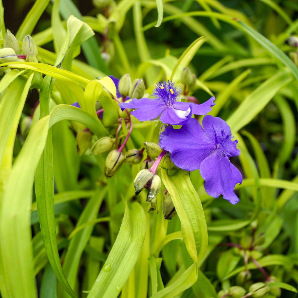 Tradescantia andersoniana Sweet Kate - Dreimasterblume