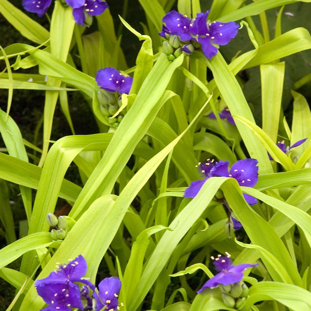 Tradescantia andersoniana Sweet Kate - Dreimasterblume