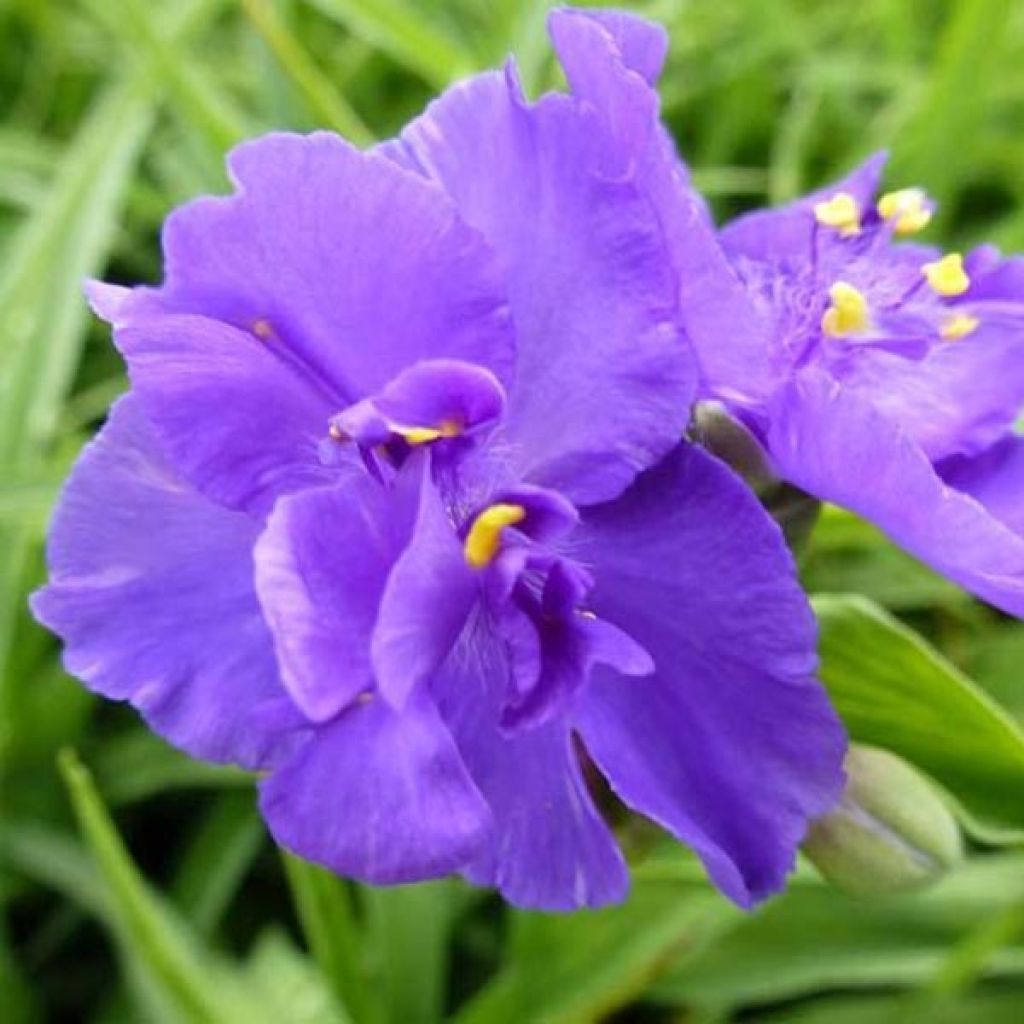 Tradescantia andersoniana Zwanenburg Blue - Dreimasterblume