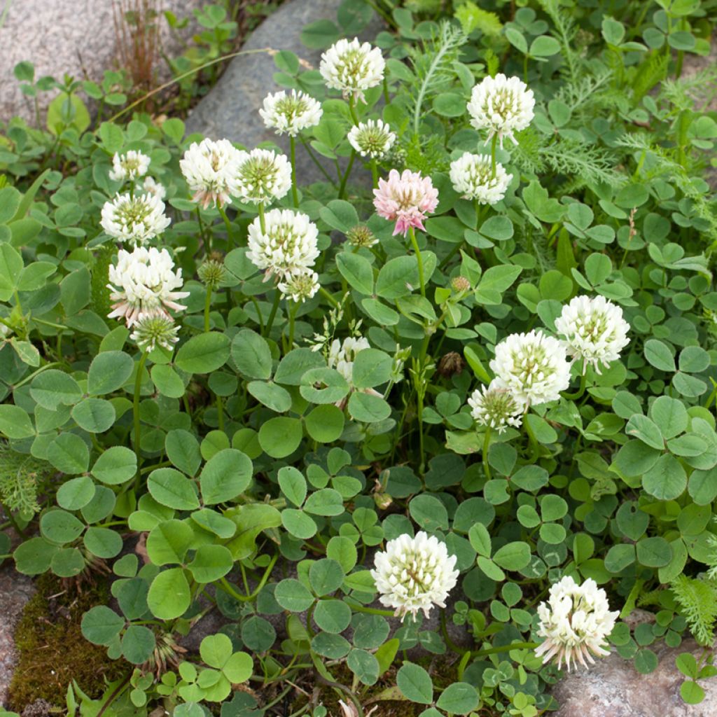 Weiß-Klee - Trifolium repens