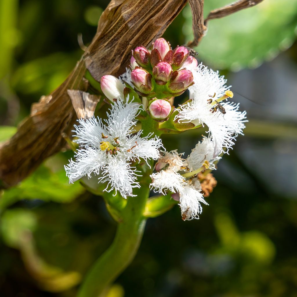 Menyanthes trifoliata - Fieberklee