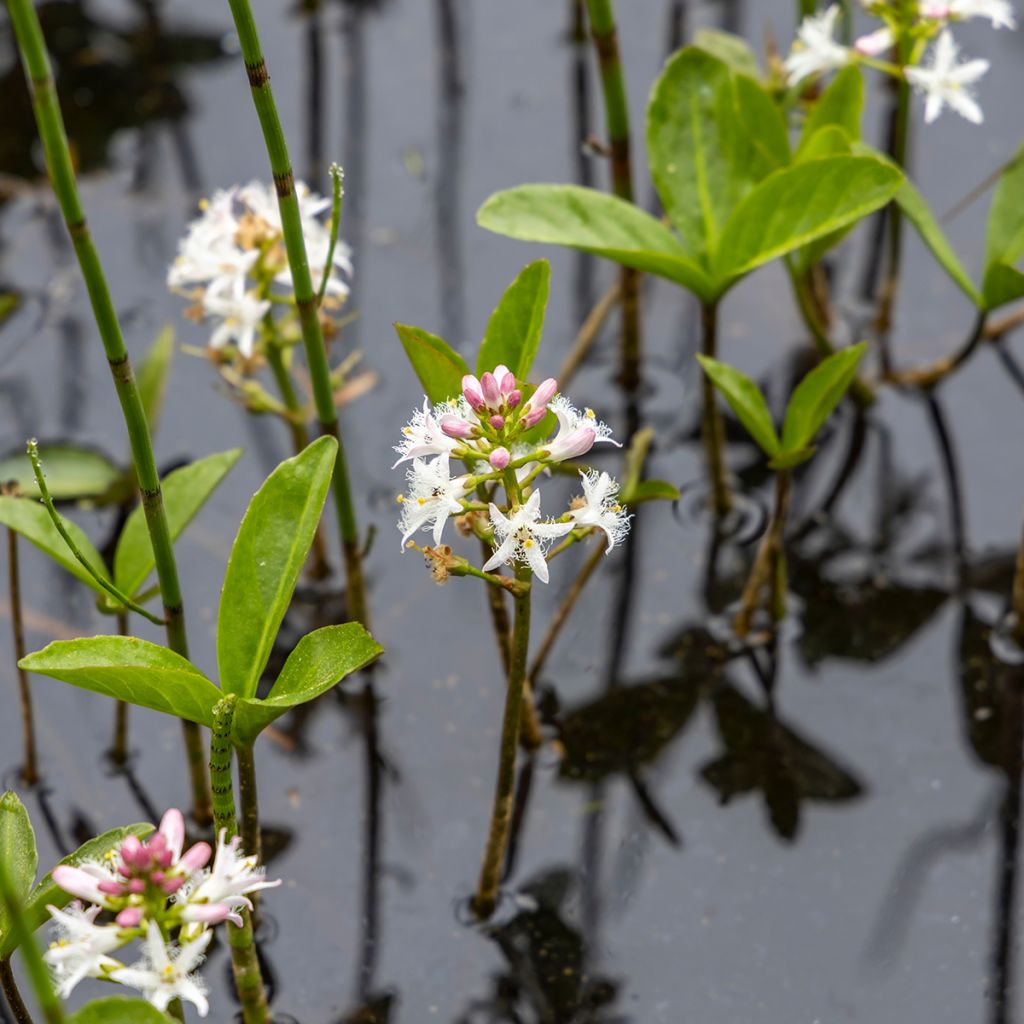 Menyanthes trifoliata - Fieberklee