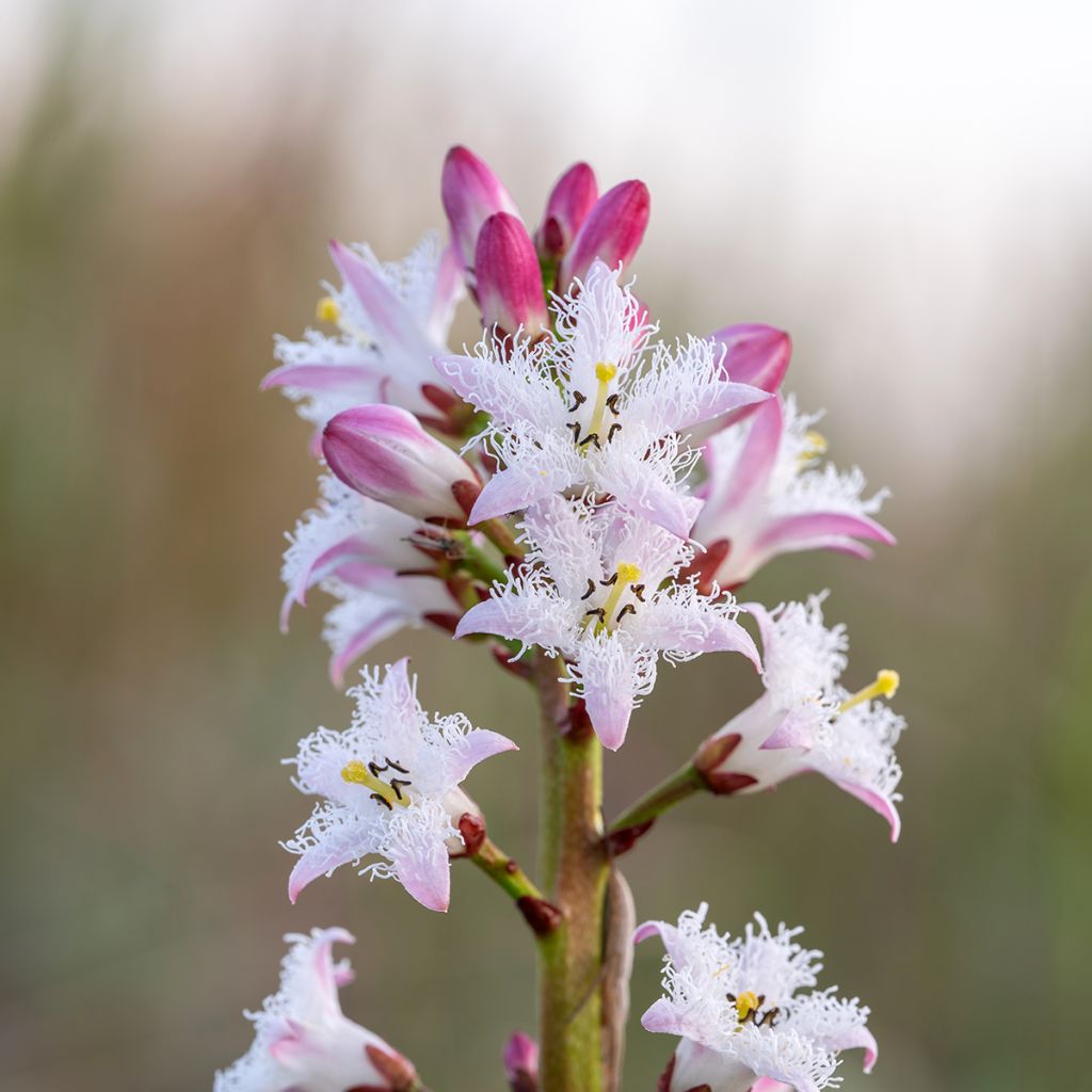 Menyanthes trifoliata - Fieberklee