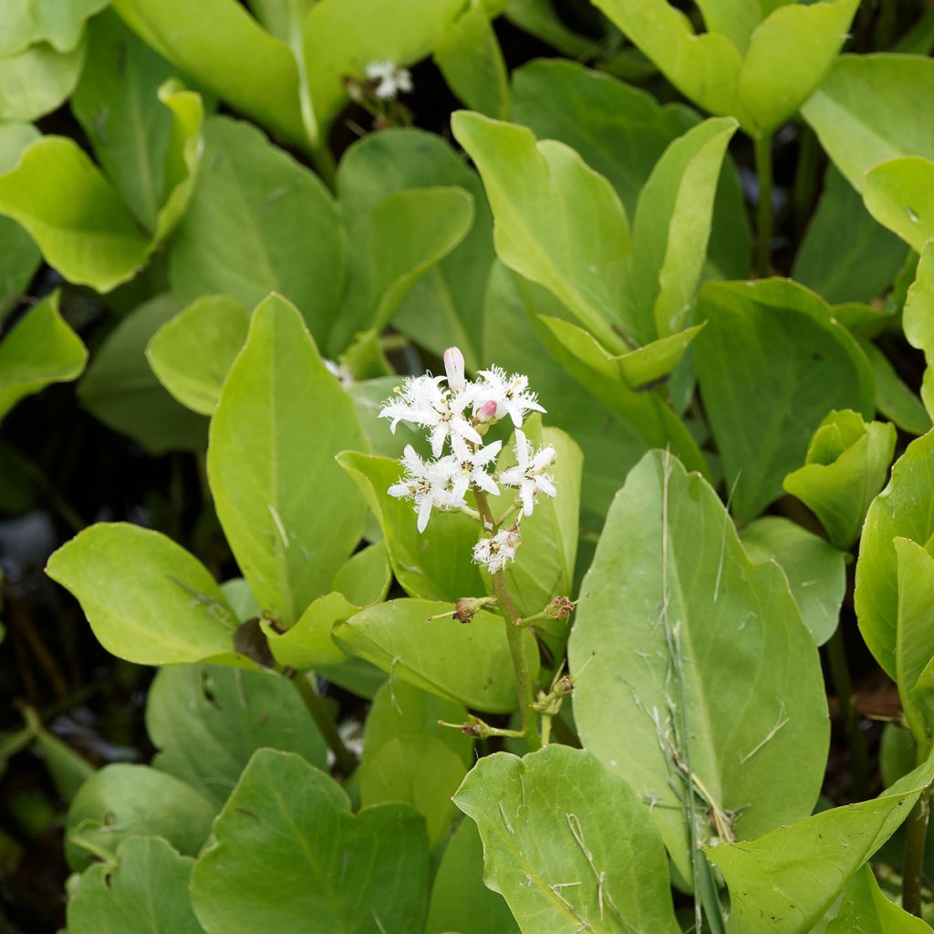 Menyanthes trifoliata - Fieberklee