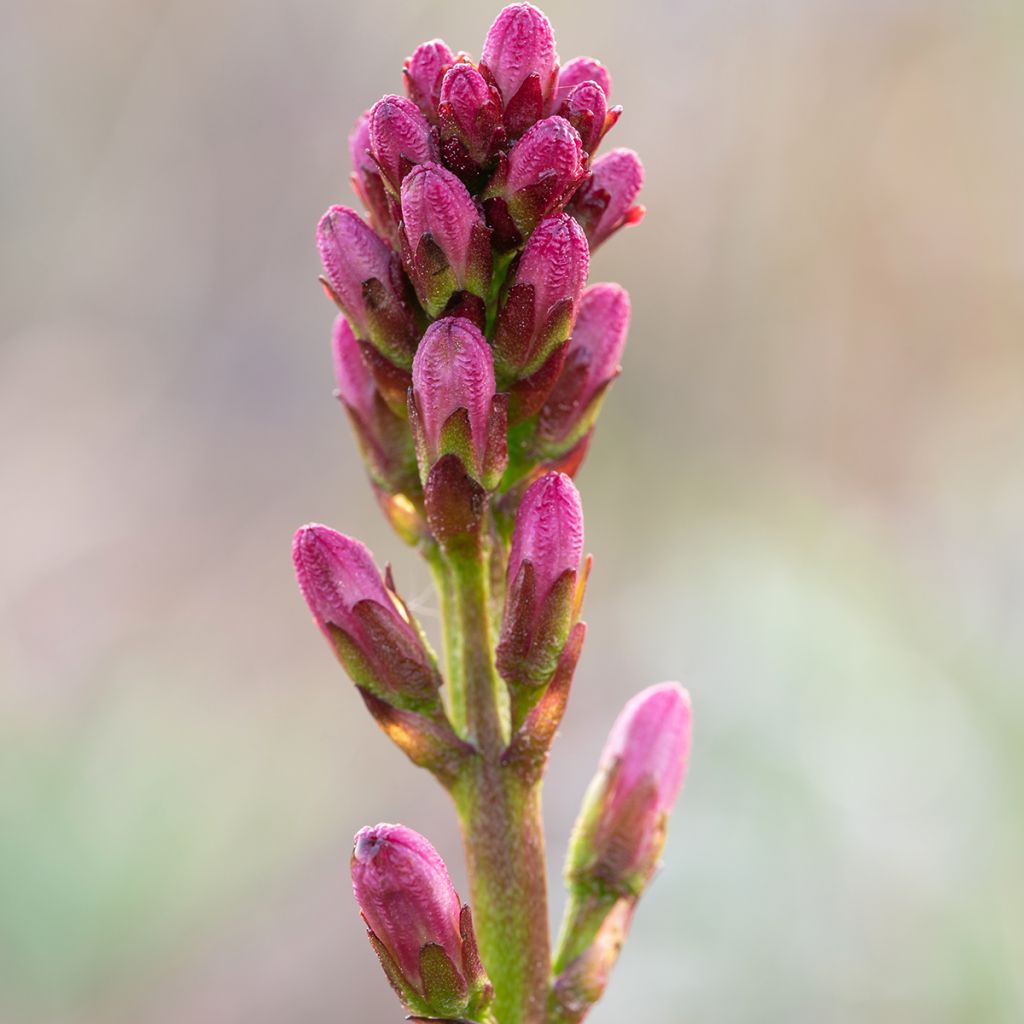 Menyanthes trifoliata - Fieberklee