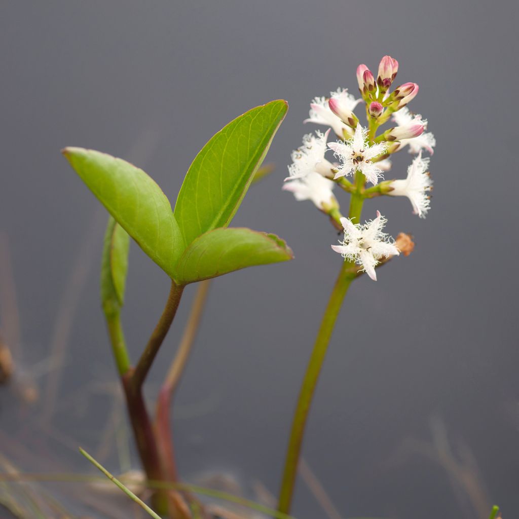 Menyanthes trifoliata - Fieberklee