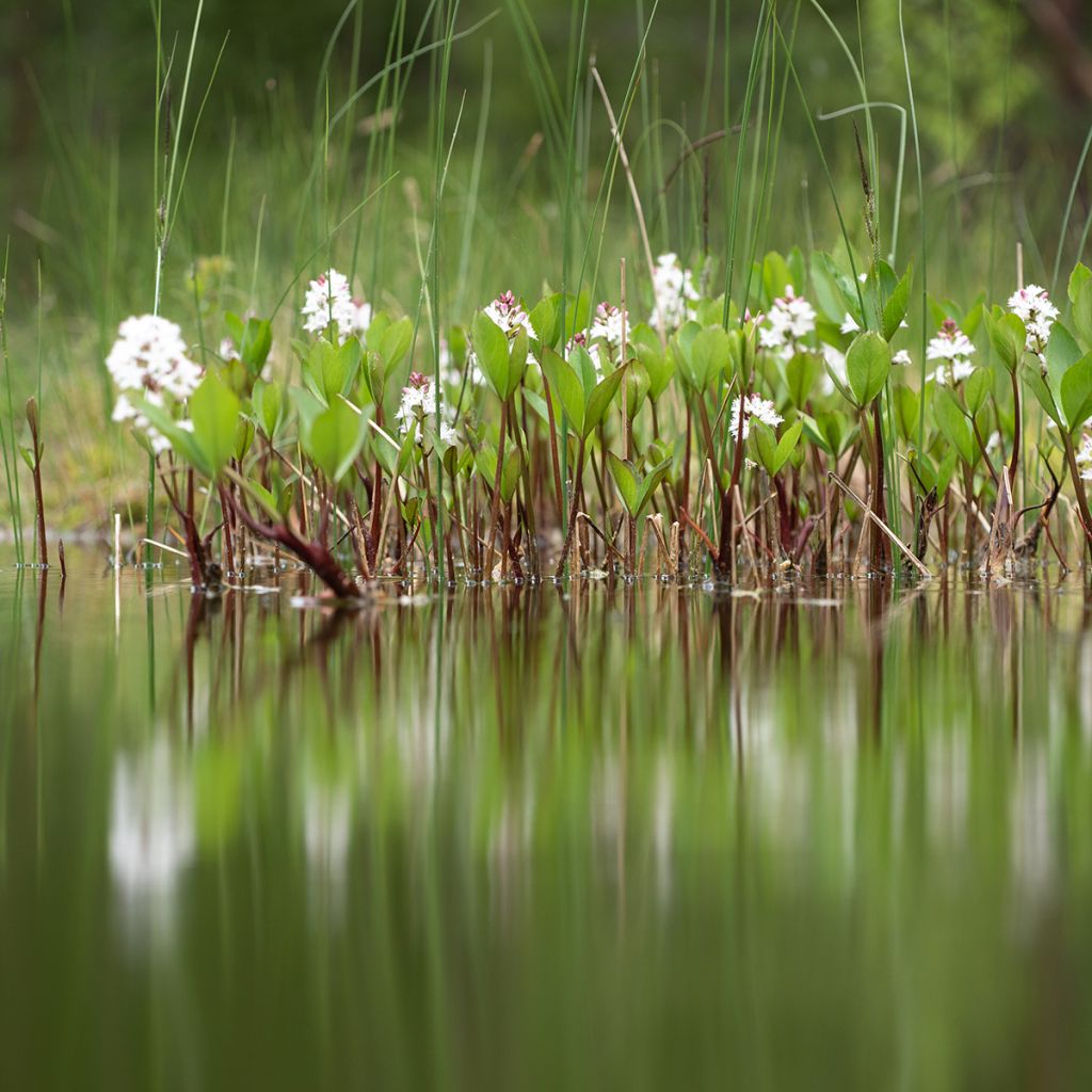 Menyanthes trifoliata - Fieberklee