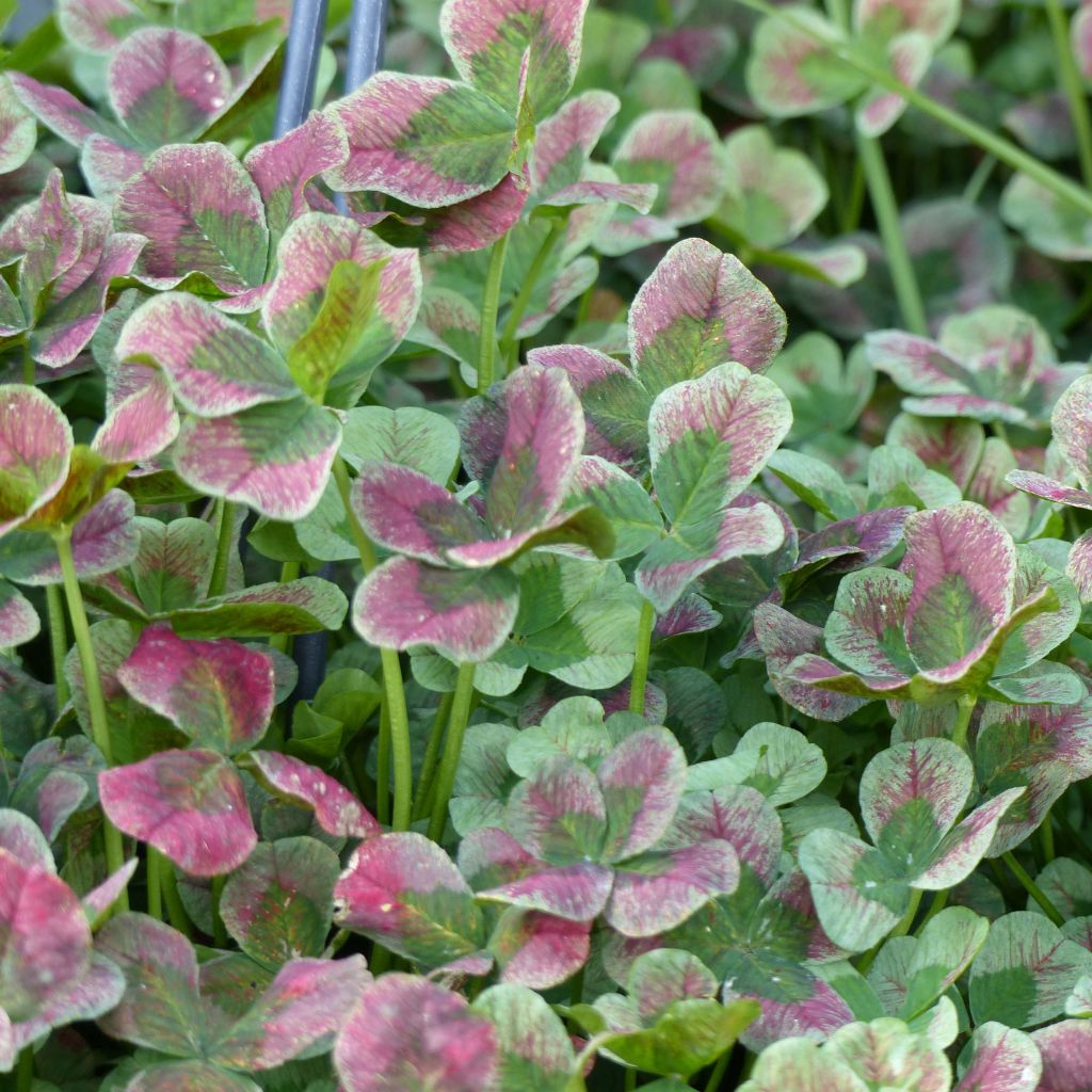 Klee Angel Clover Chocolate - Trifolium