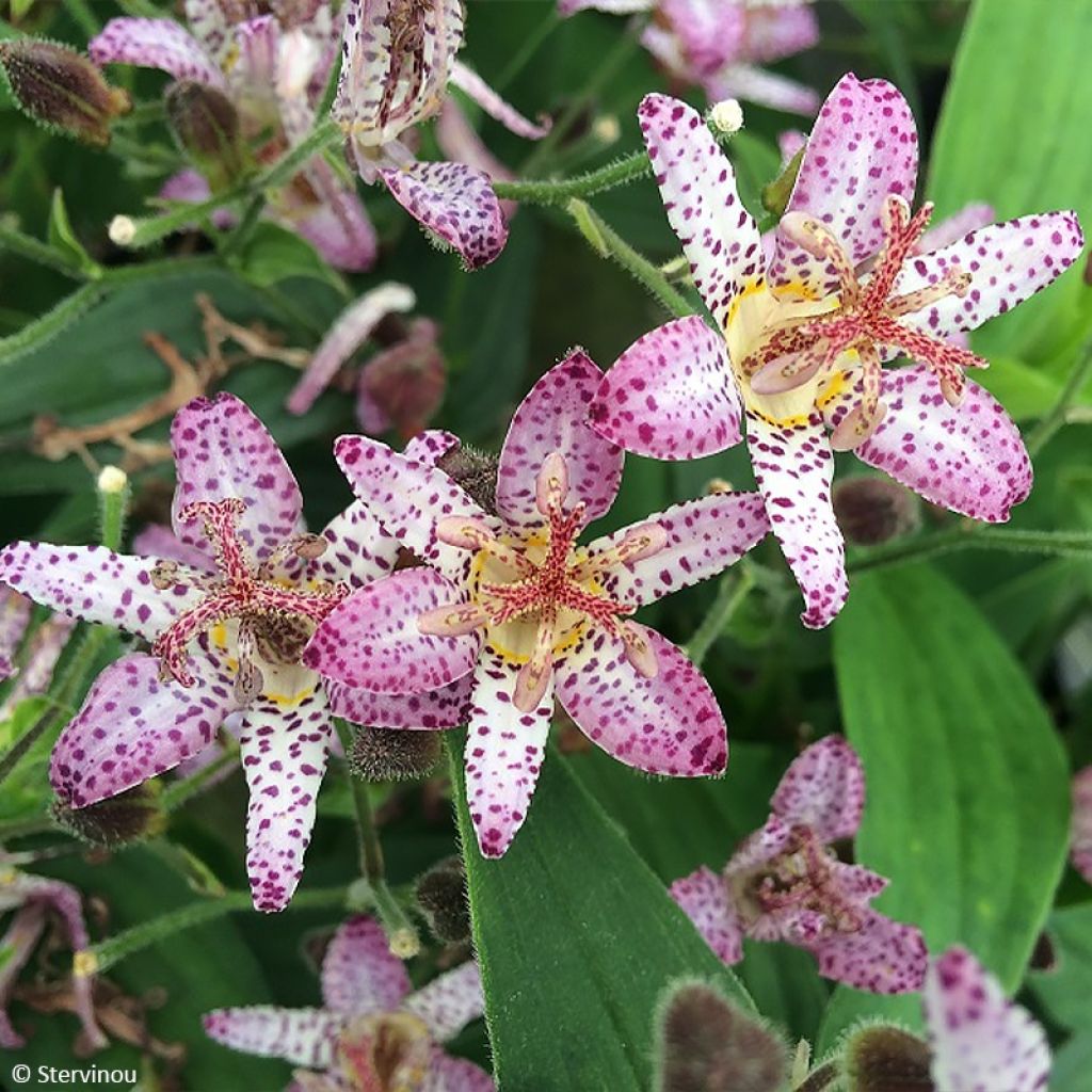 Tricyrtis formosana Pink Freckles - Krötenlilie