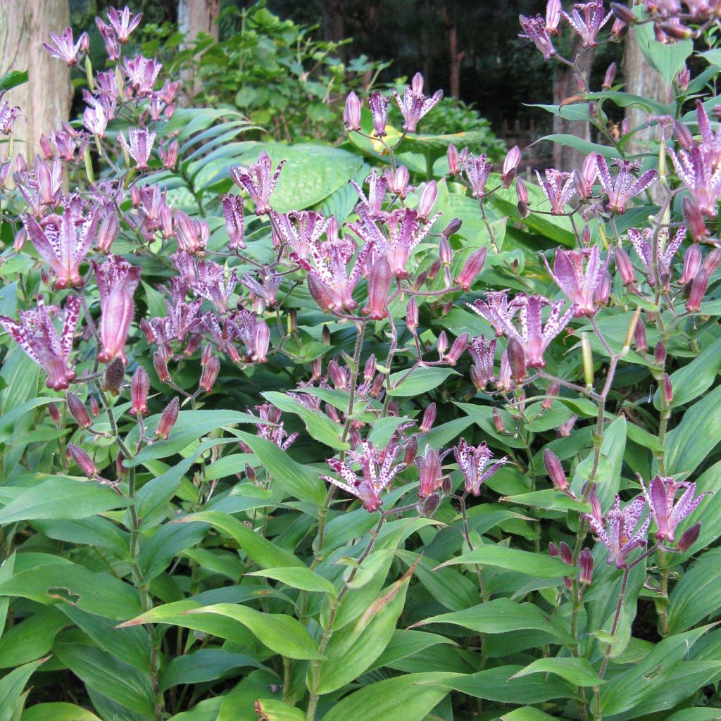 Tricyrtis hirta formosana Sinonome - Krötenlilie