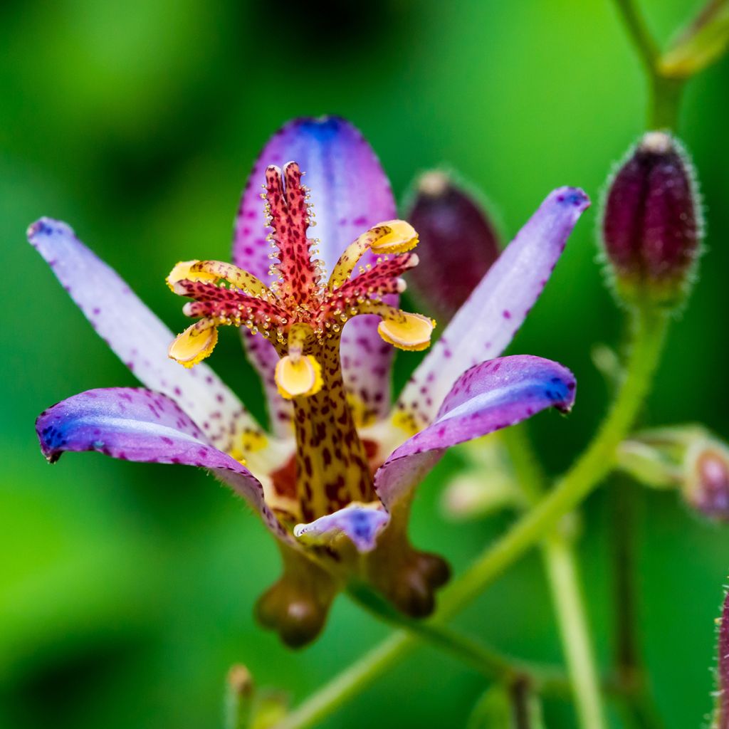 Tricyrtis Taipei Silk - Krötenlilie