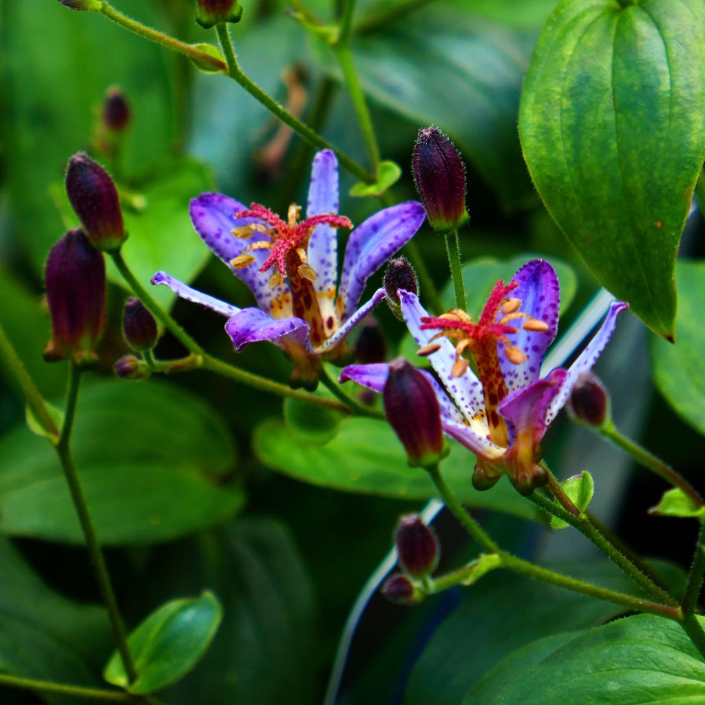 Tricyrtis Taipei Silk - Krötenlilie