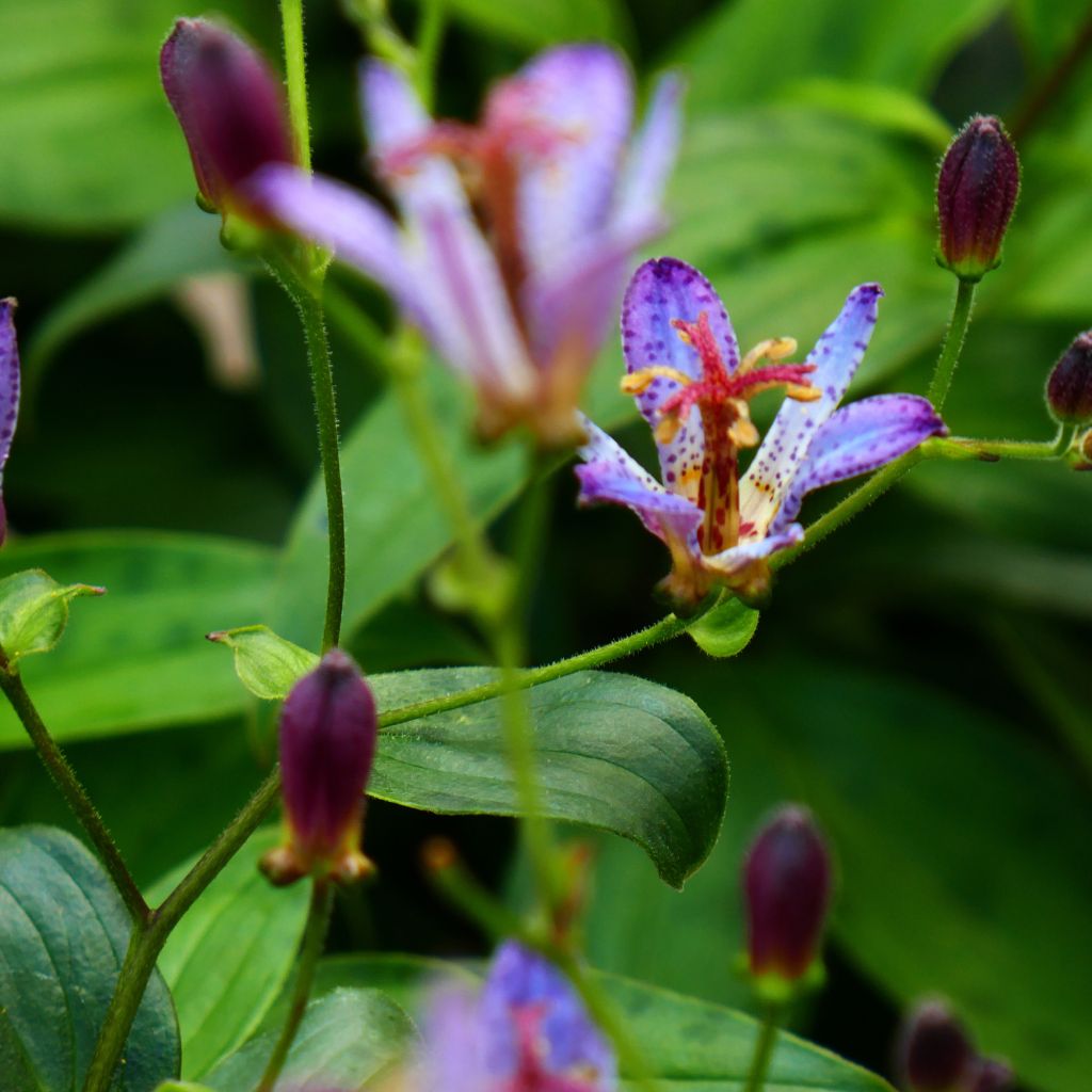 Tricyrtis Taipei Silk - Krötenlilie