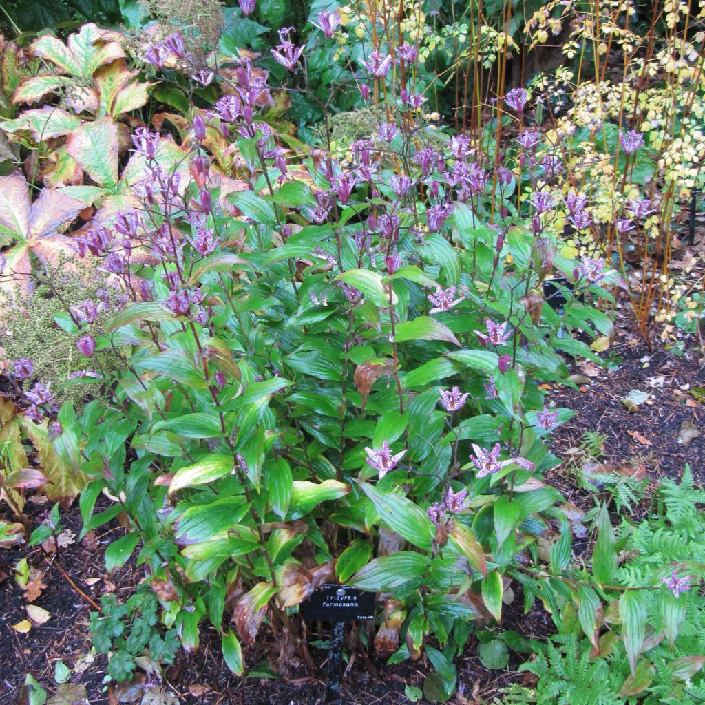 Tricyrtis formosana - Krötenlilie