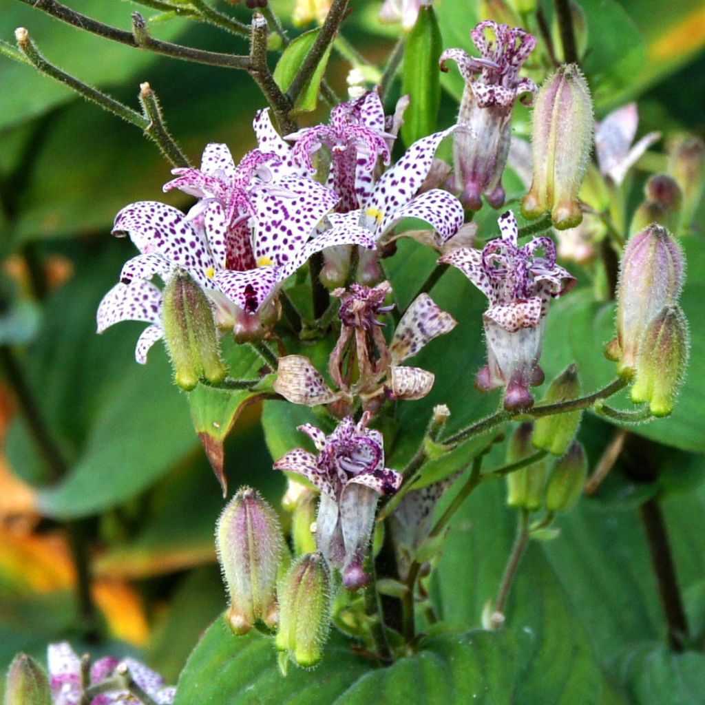 Tricyrtis formosana - Krötenlilie