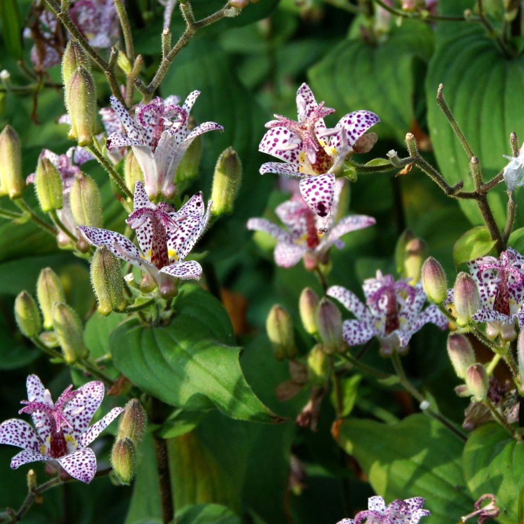 Lis orchidée - Tricyrtis formosana - Lis crapaud de Formose