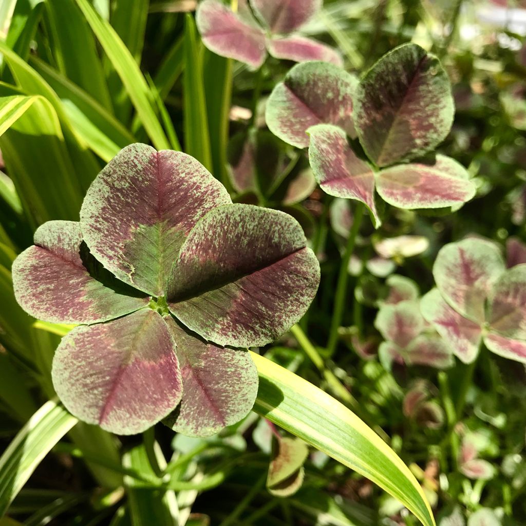 Weiß-Klee Estelle - Trifolium repens