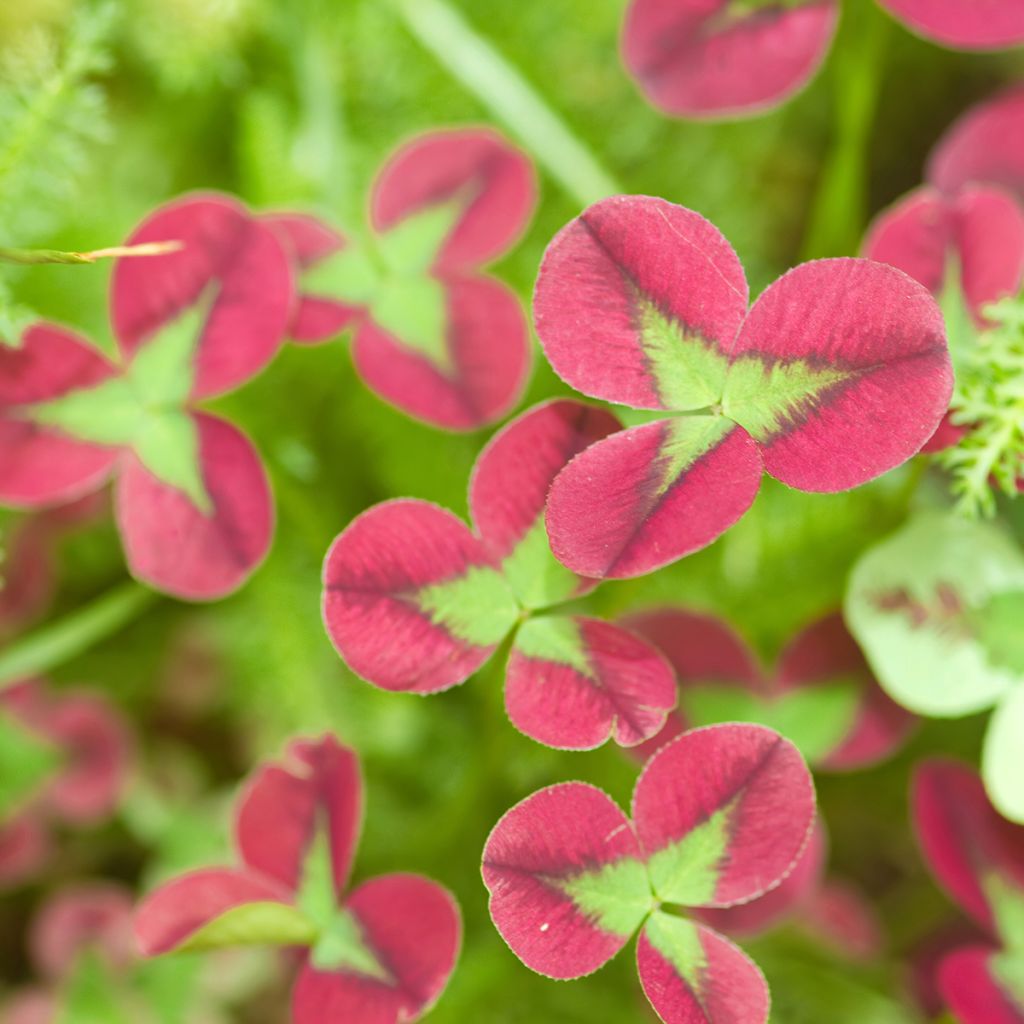 Weiß-Klee Isabella - Trifolium repens