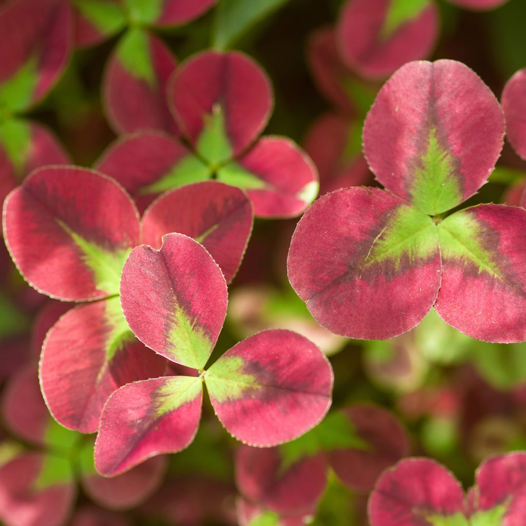 Weiß-Klee Isabella - Trifolium repens