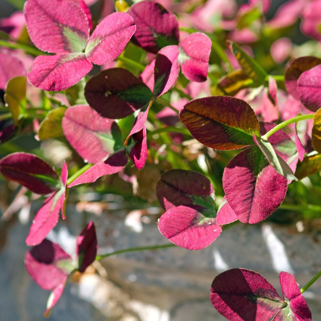 Weiß-Klee Isabella - Trifolium repens