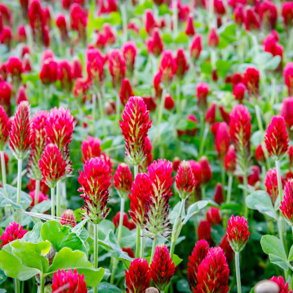 Inkarnat-Klee (Grüner Dünger) - Trifolium incarnatum