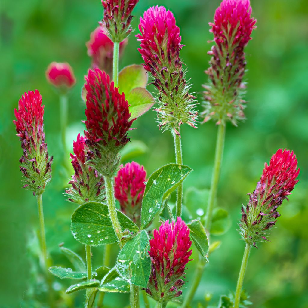 Inkarnat-Klee (Grüner Dünger) - Trifolium incarnatum