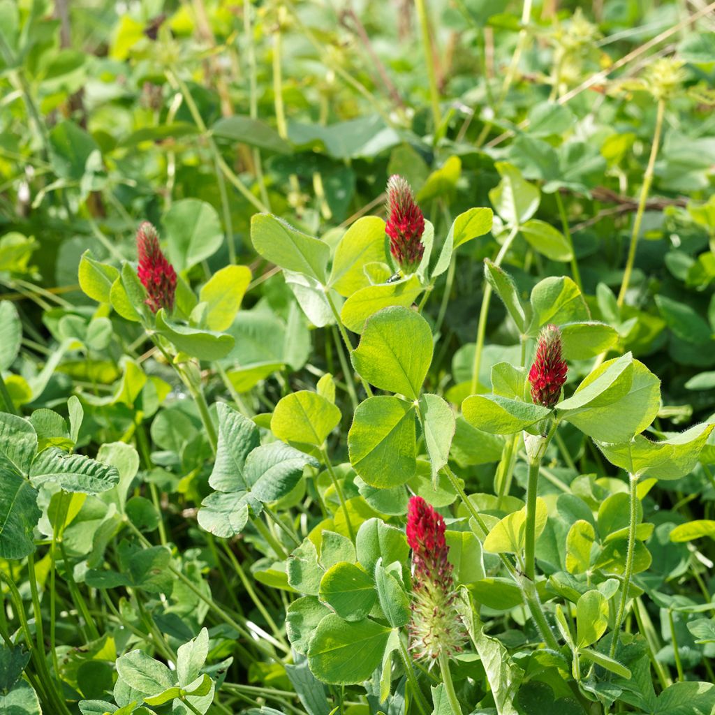 Inkarnat-Klee (Grüner Dünger) - Trifolium incarnatum