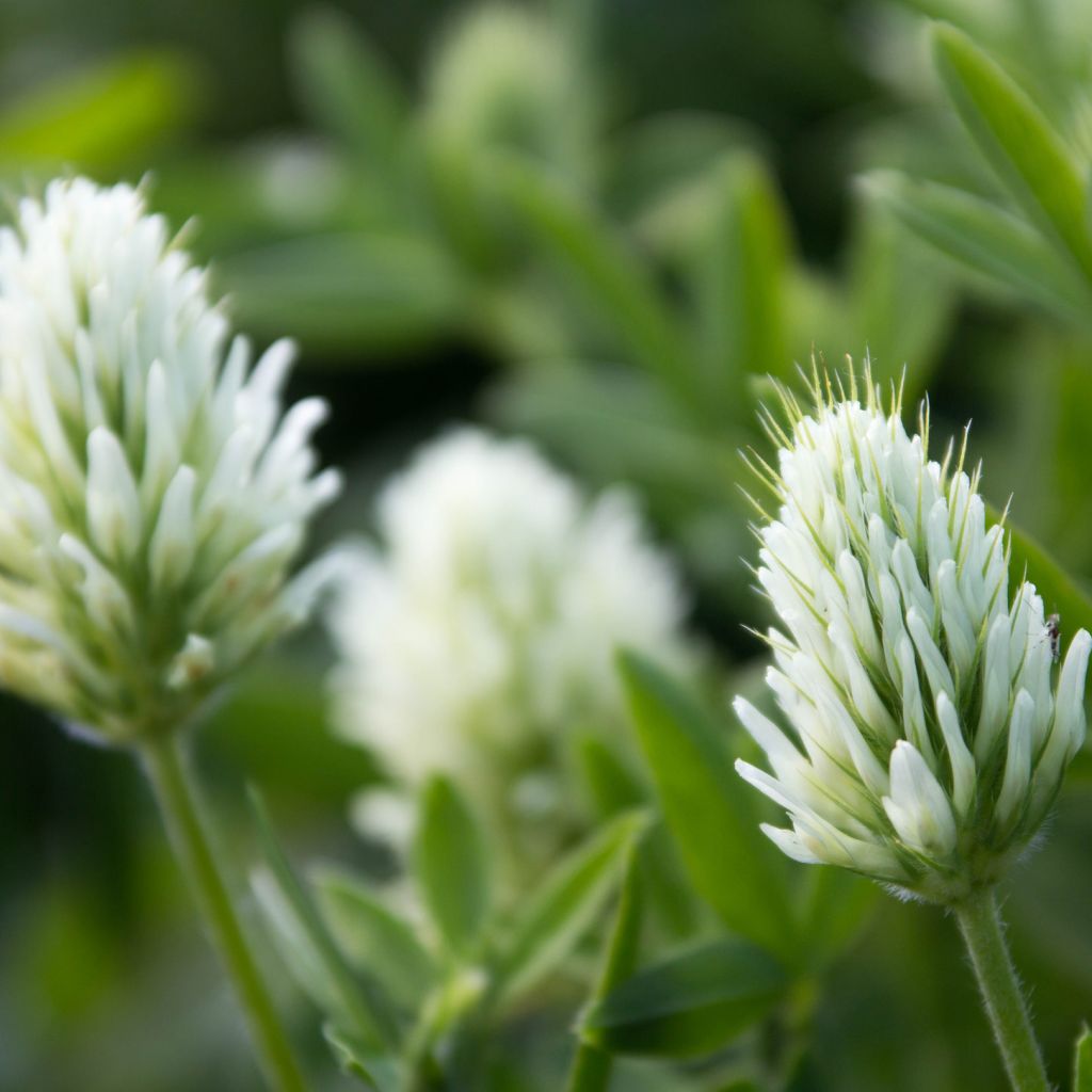 Blassgelber Klee - Trifolium ochroleucon