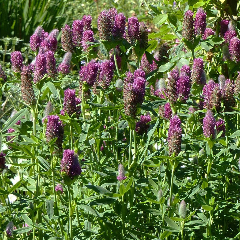 Rotköpfiger Klee - Trifolium rubens