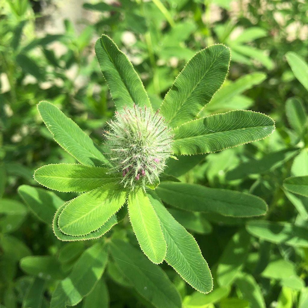 Trifolium rubens - Trèfle pourpré