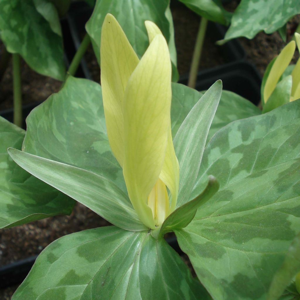 Trillium luteum - Trille à fleurs jaunes