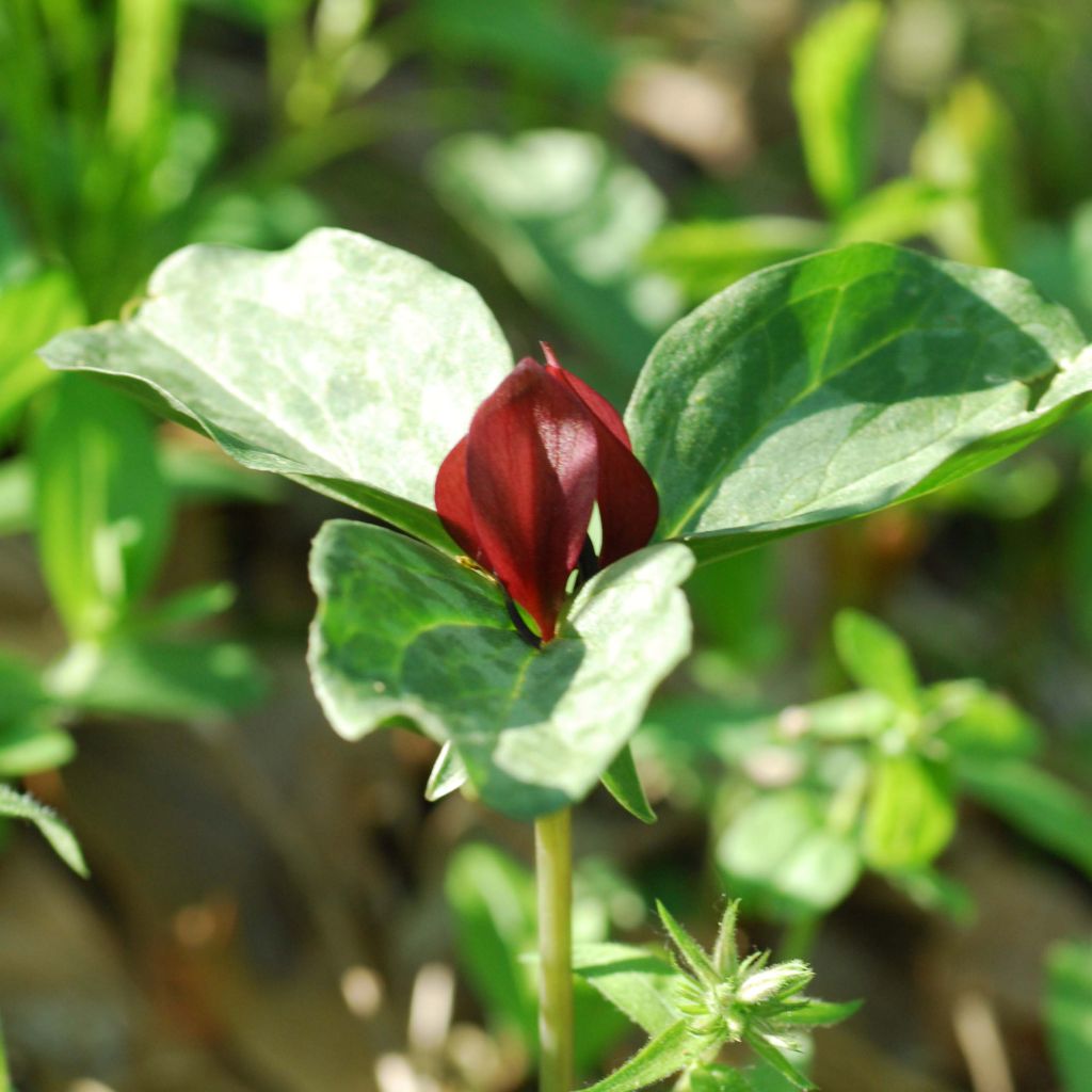 Trillium recurvatum - Dreiblatt