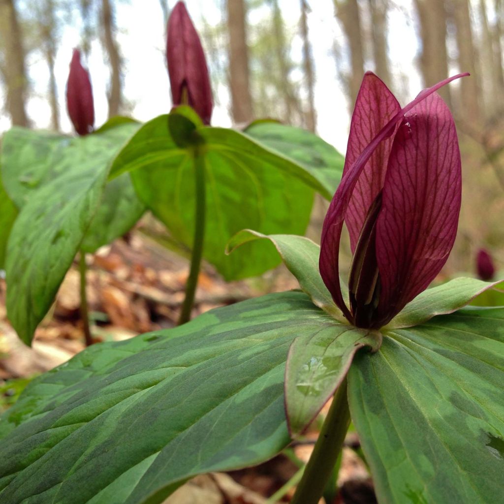 Trillium sessile - Dreiblatt