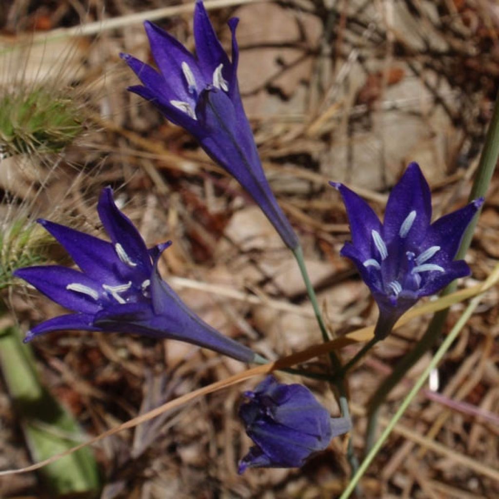 Triteleia Corrina - Triteleie