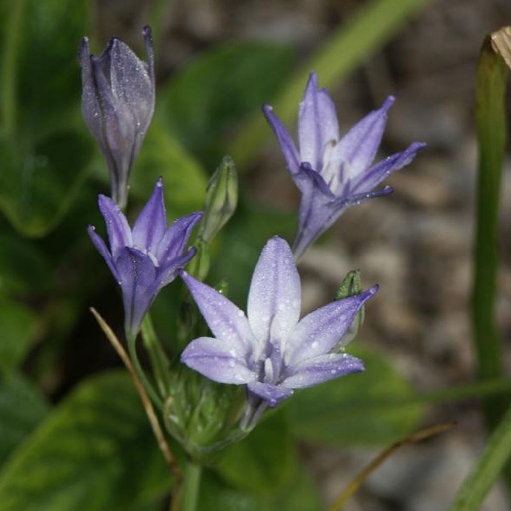 Triteleia laxa Queen Fabiola - Blaue Triteleie