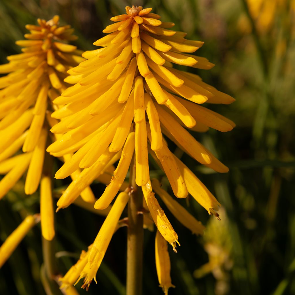 Fackellilie Banana Popsicle - Kniphofia