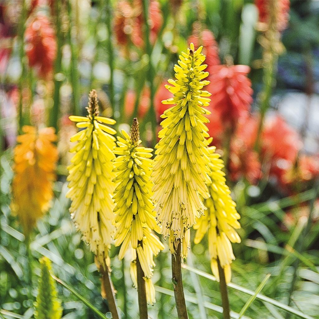 Fackellilie Lemon Popsicle - Kniphofia