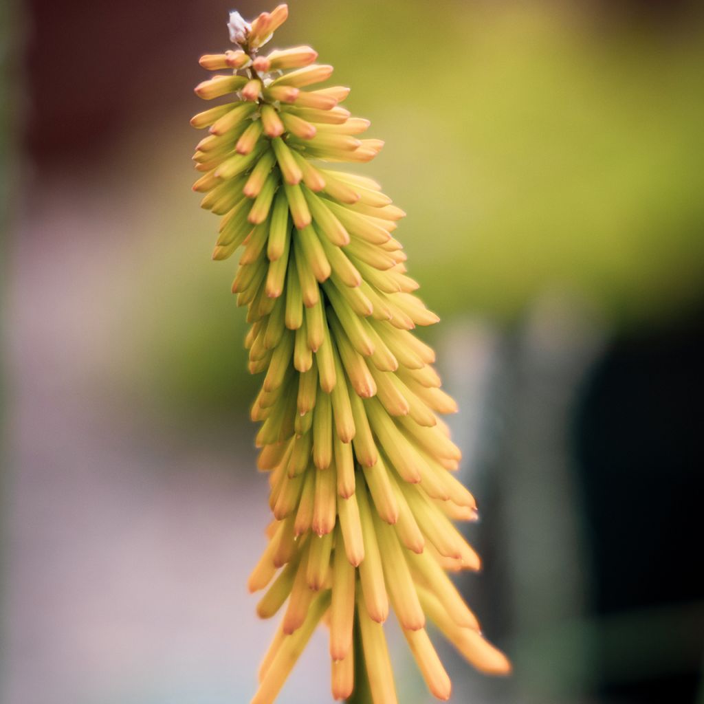 Fackellilie Mango Popsicle - Kniphofia