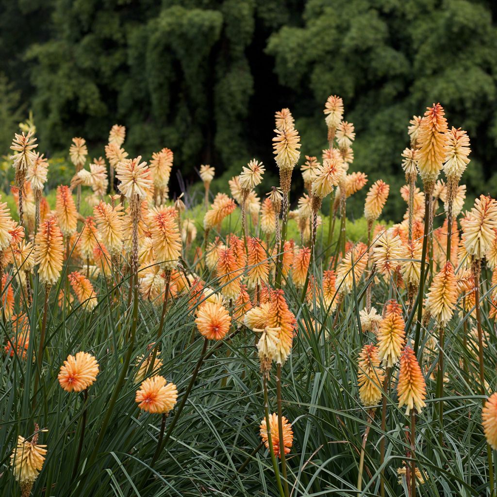 Fackellilie Mango Popsicle - Kniphofia