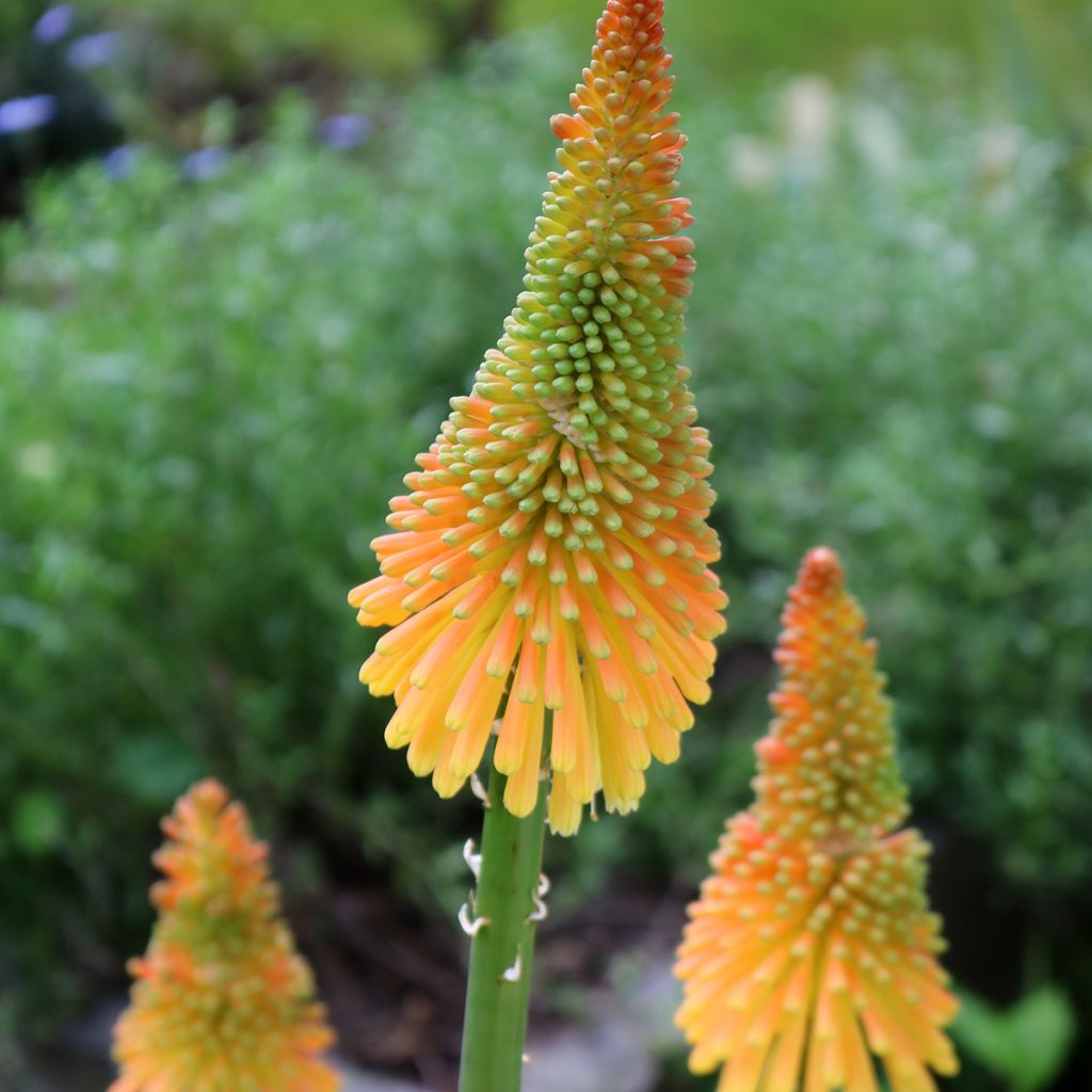 Fackellilie Mango Popsicle - Kniphofia