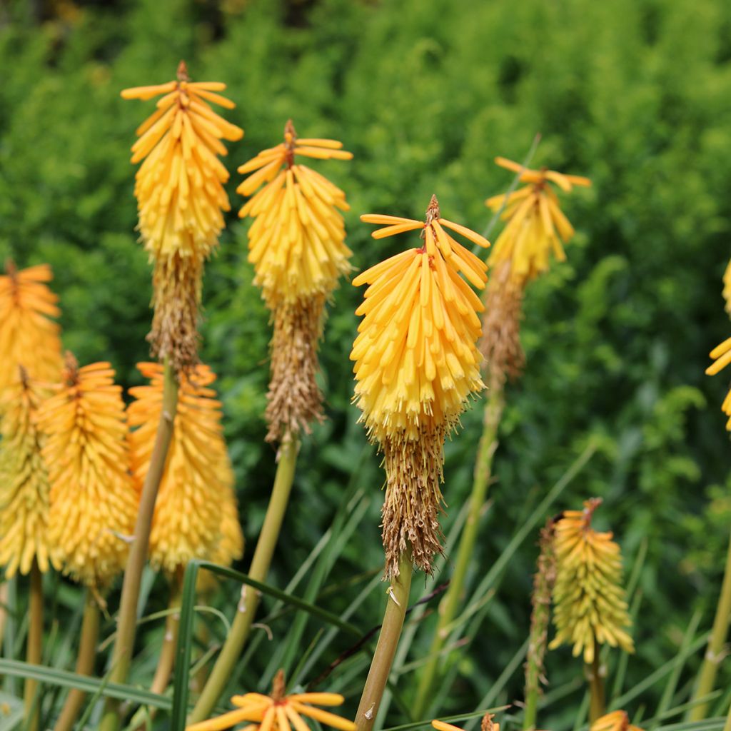 Fackellilie Mango Popsicle - Kniphofia