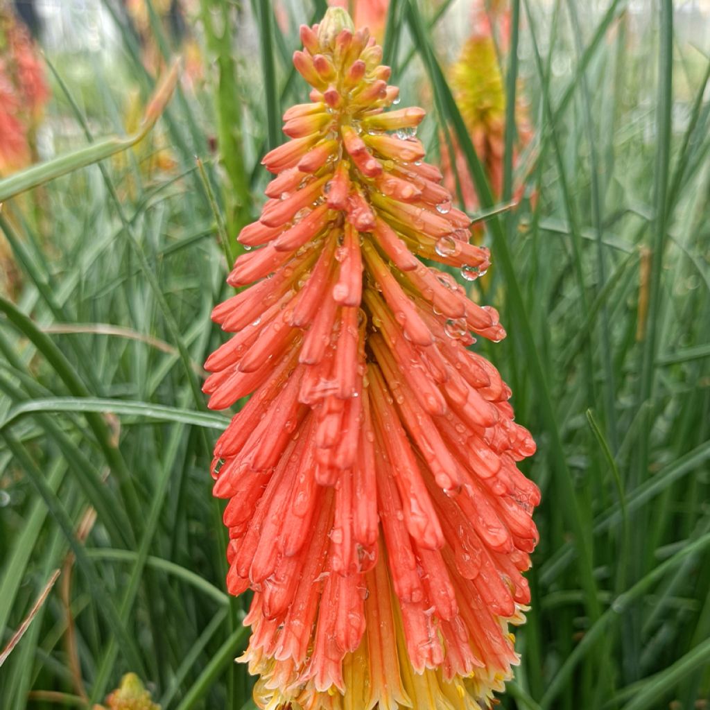 Fackellilie Papaya Popsicle - Kniphofia