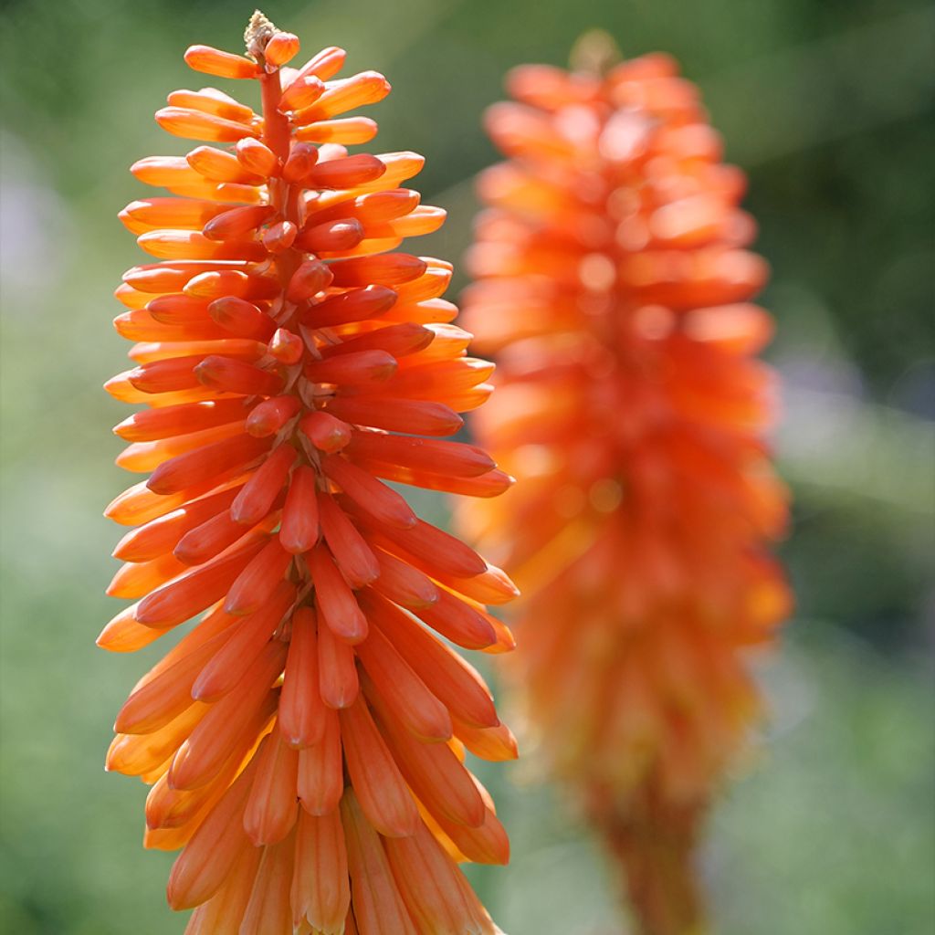 Fackellilie Papaya Popsicle - Kniphofia