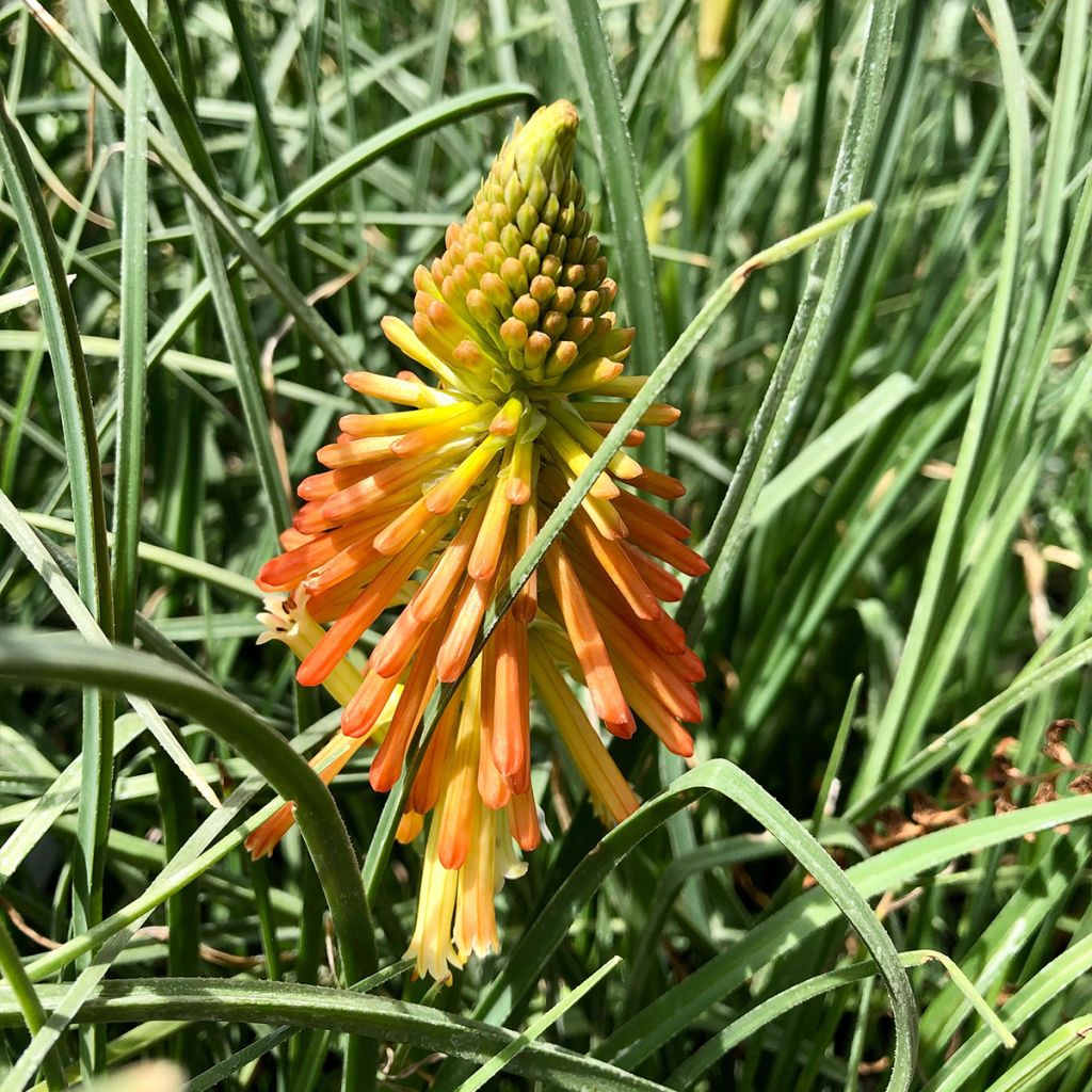 Fackellilie Papaya Popsicle - Kniphofia